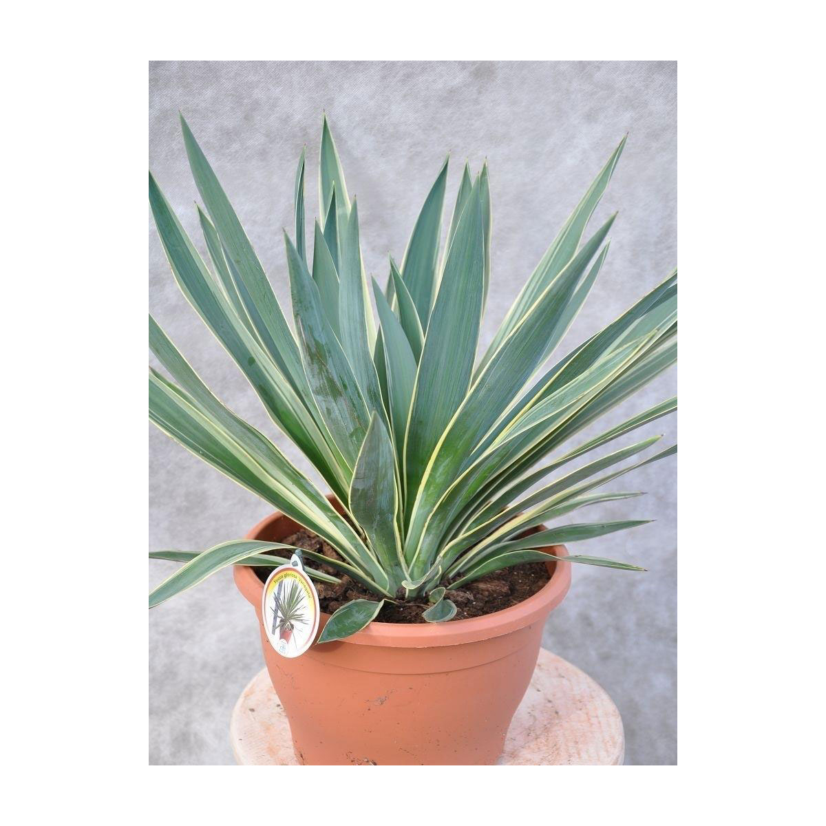 Yucca Kerzen Palmlilie K